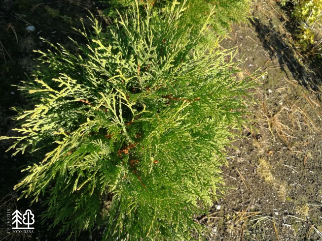 Thuja occidentalis   'Little Champion'